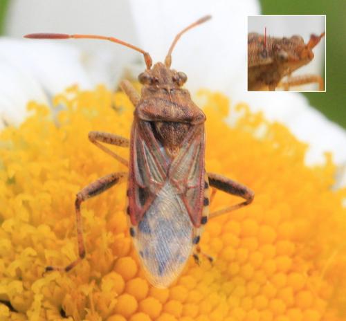 Stictopleurus sp.